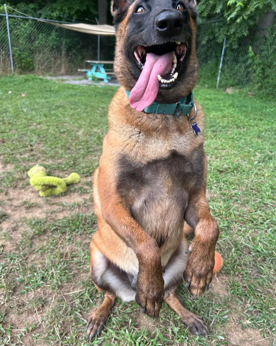 Countess Cupcake, Adoptable, Adult Female Belgian Shepherd / Malinois.