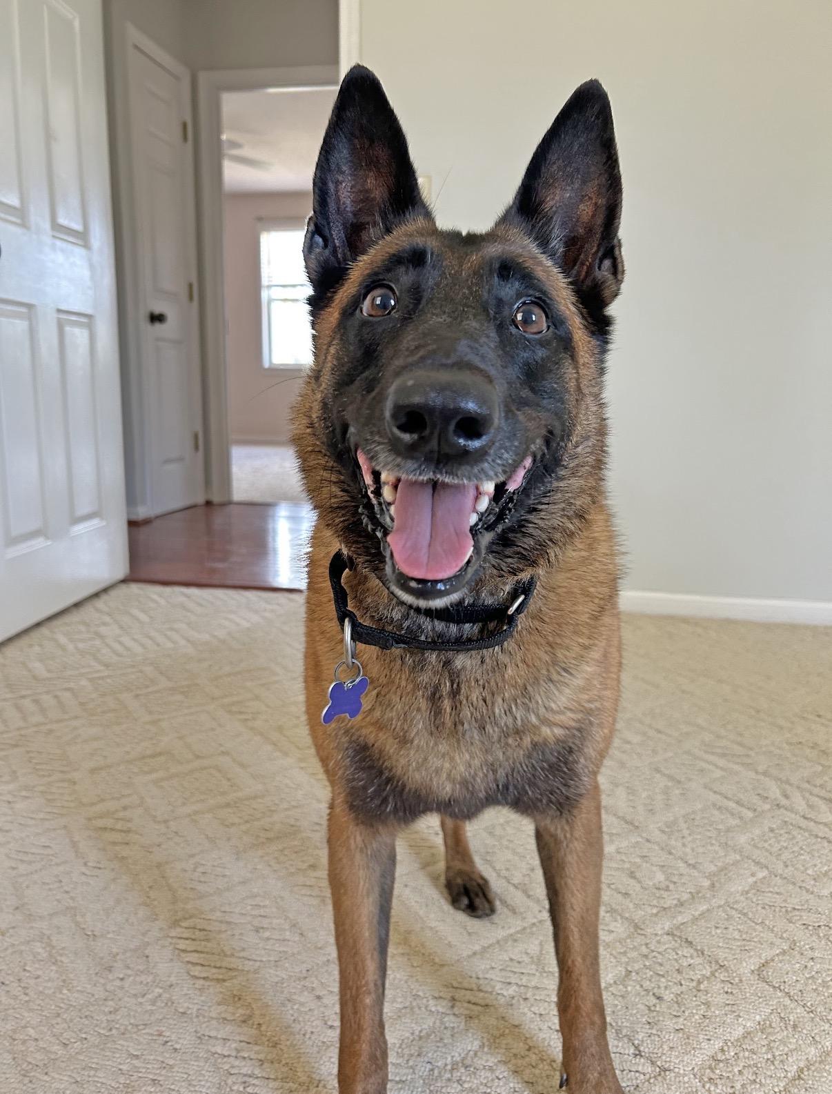 Countess Cupcake, Adoptable, Adult Female Belgian Shepherd / Malinois.