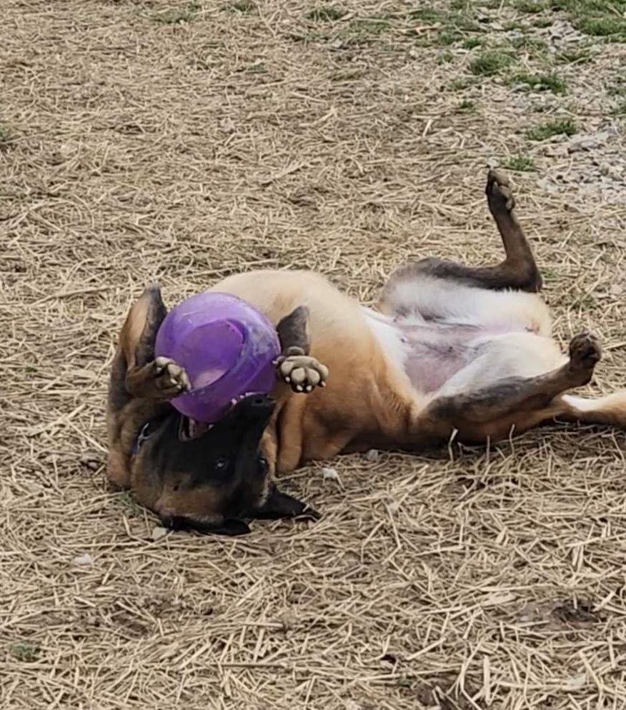 Enlarge Countess Cupcake, a Adoptable mixed breed in Marshall, NC image 5/6