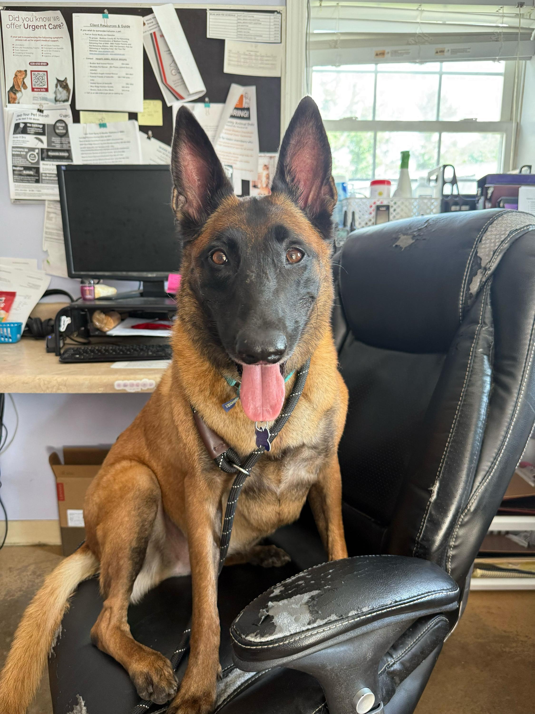 Countess Cupcake, Adoptable, Adult Female Belgian Shepherd / Malinois.