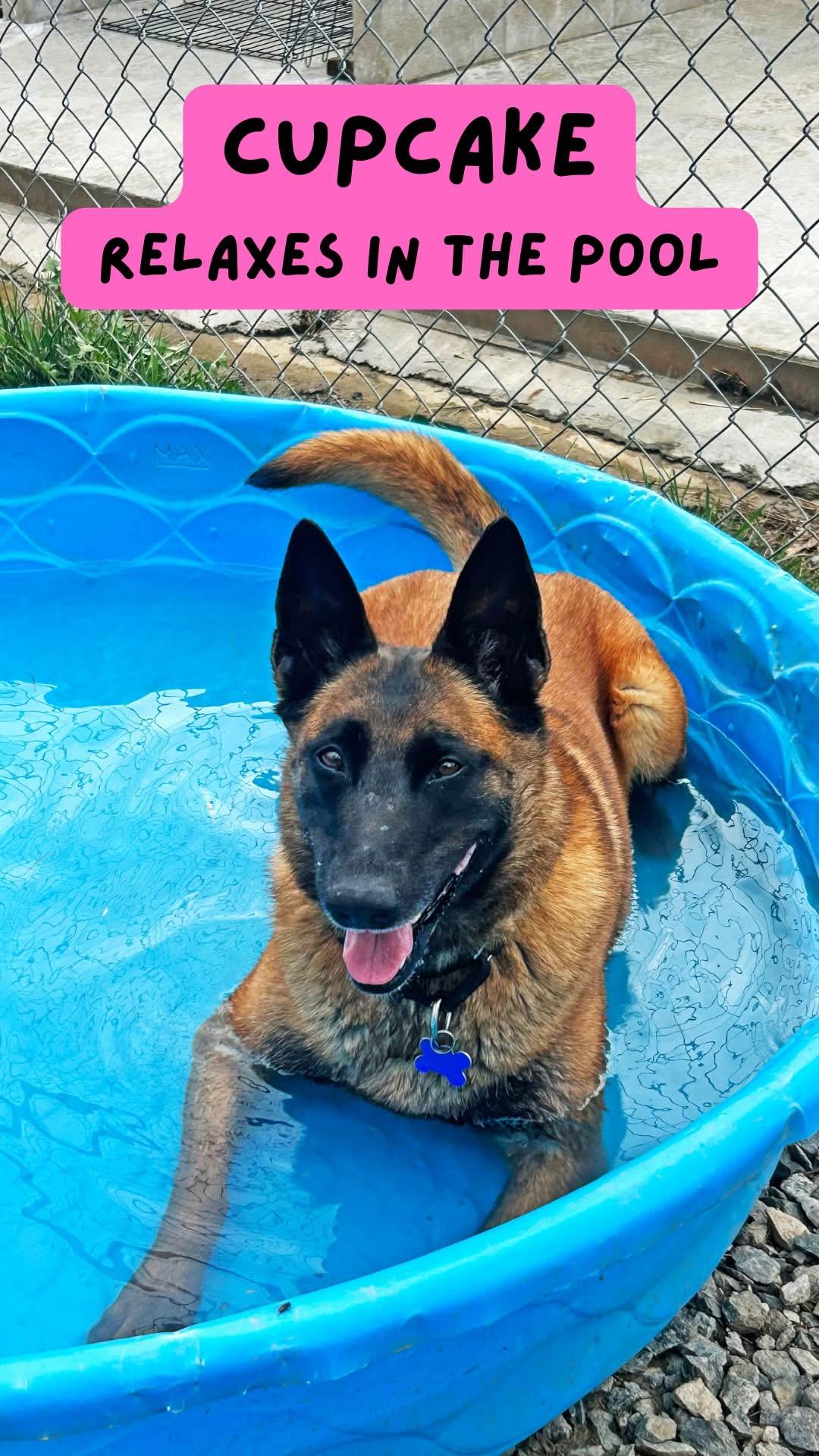 Countess Cupcake, Adoptable, Adult Female Belgian Shepherd / Malinois.