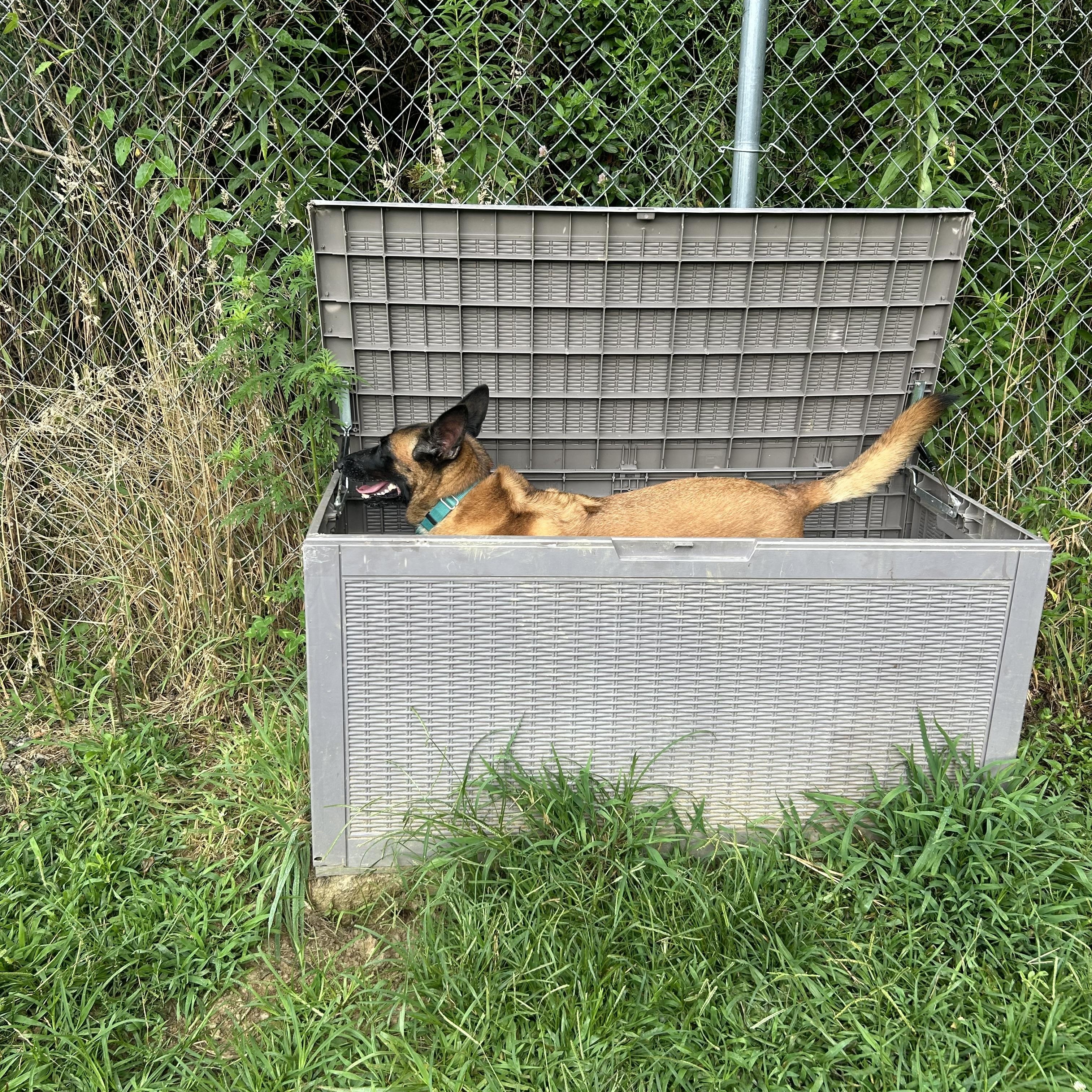 Countess Cupcake, a Adoptable mixed breed in Marshall, NC image 6/6