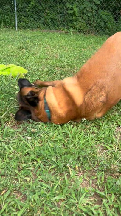 Enlarge Countess Cupcake, a Adoptable mixed breed in Marshall, NC video 2/6