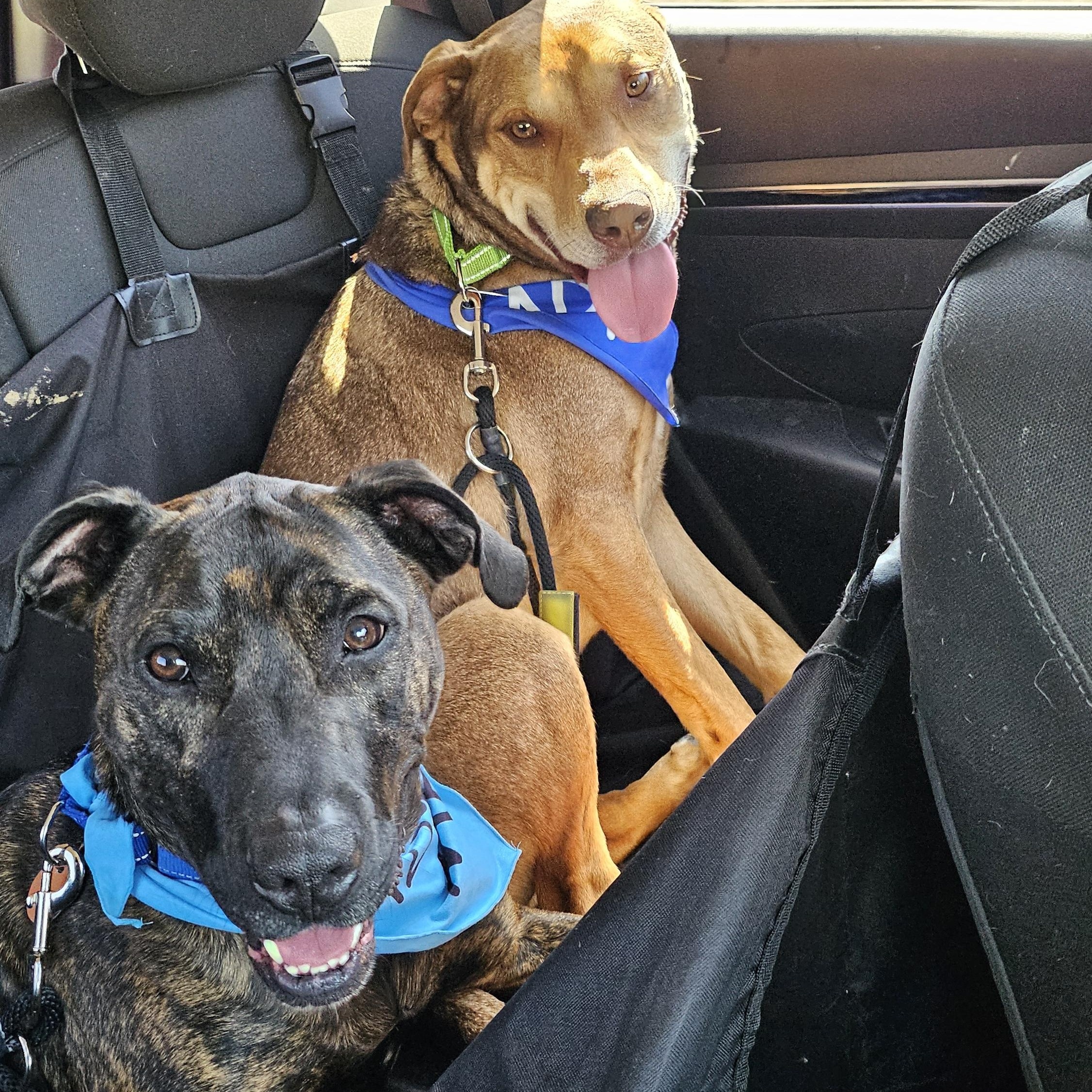 Enlarge Oso, an adopted mixed breed in Smithville, MO image 4/4