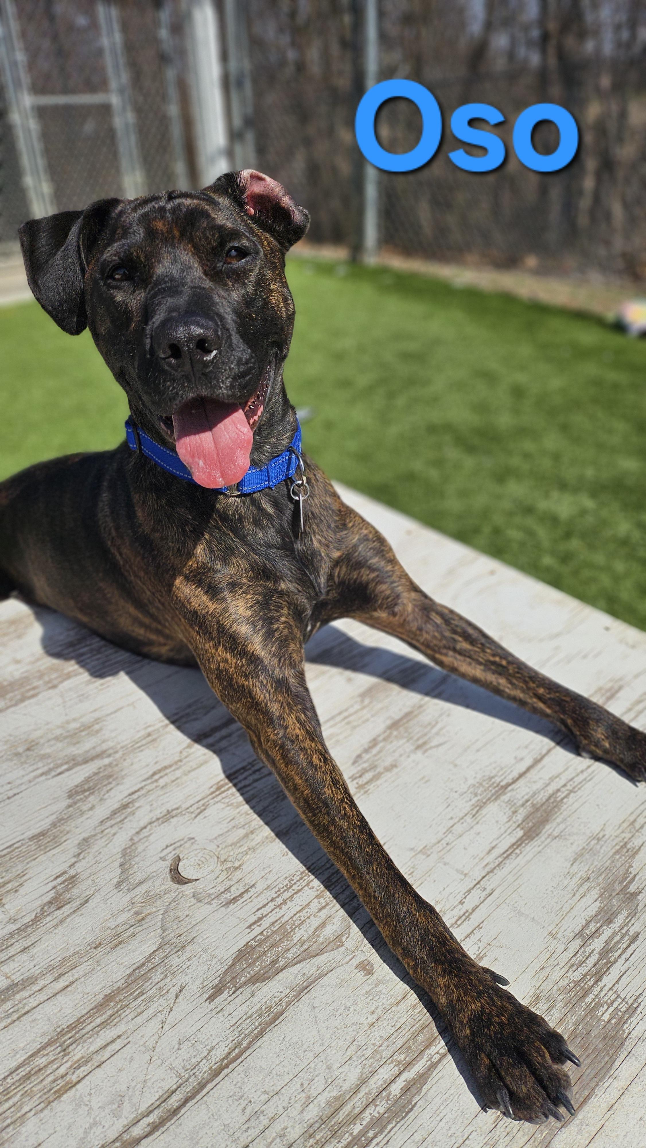 Oso, adopted, Young Male Plott Hound.