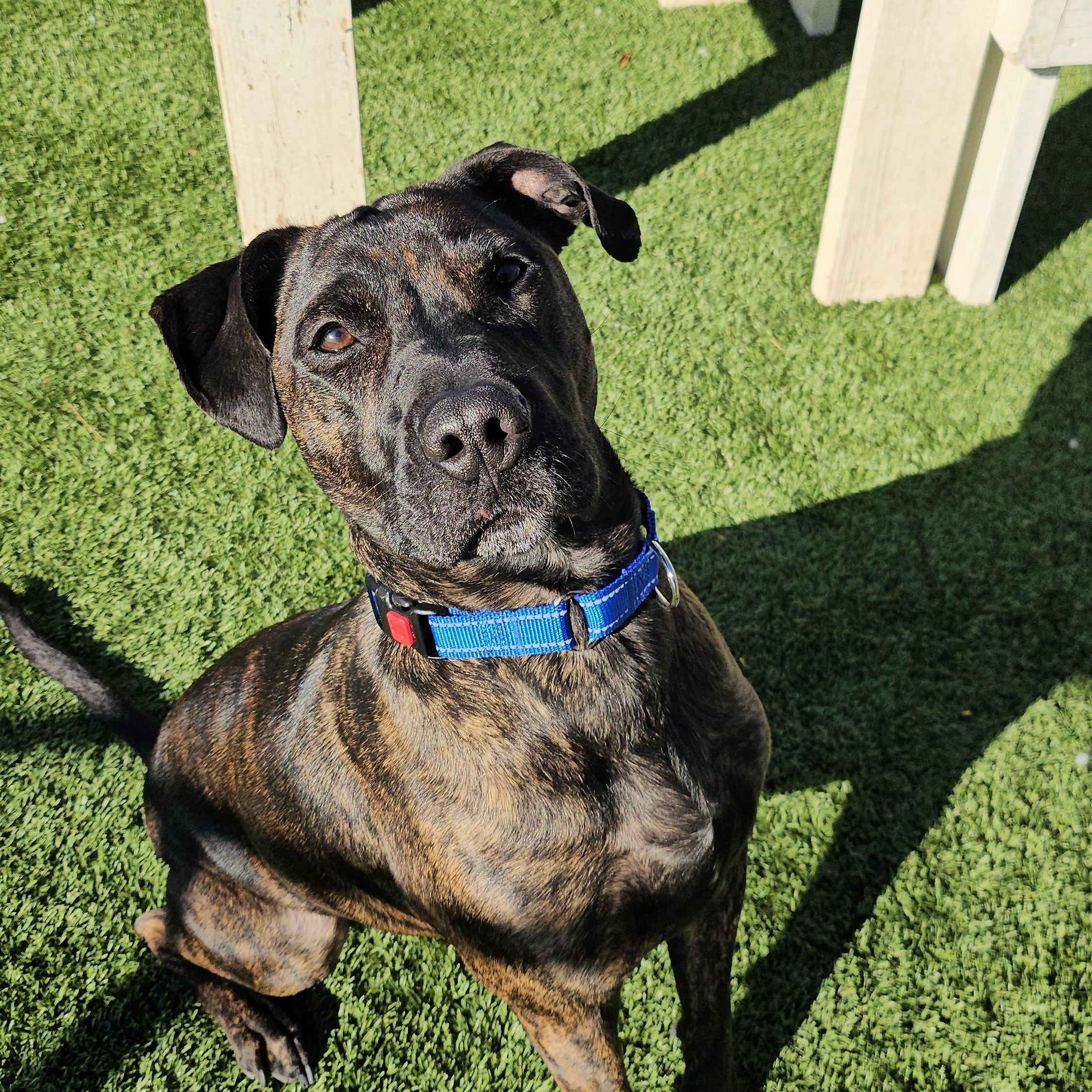 Enlarge Oso, an adopted mixed breed in Smithville, MO image 2/4