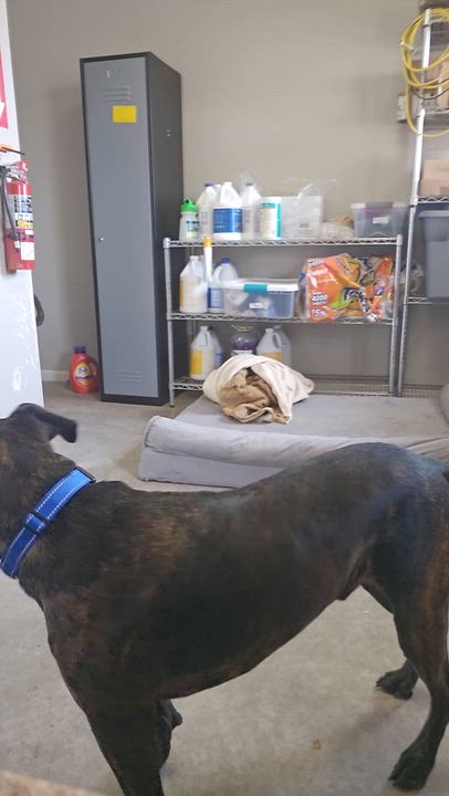 Enlarge Oso, an adopted mixed breed in Smithville, MO video 3/4