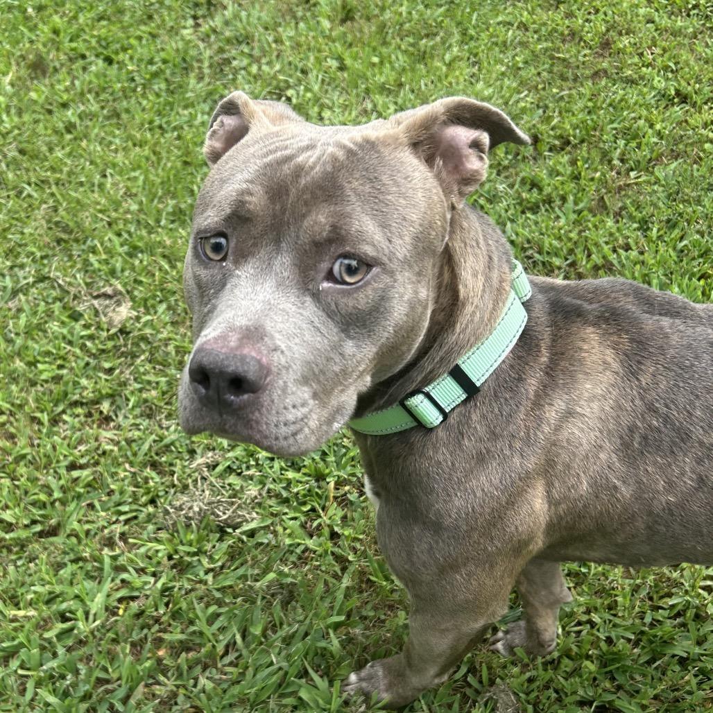 Enlarge Petunia, a Adoptable Mixed Breed in Auburn, AL image 1/6