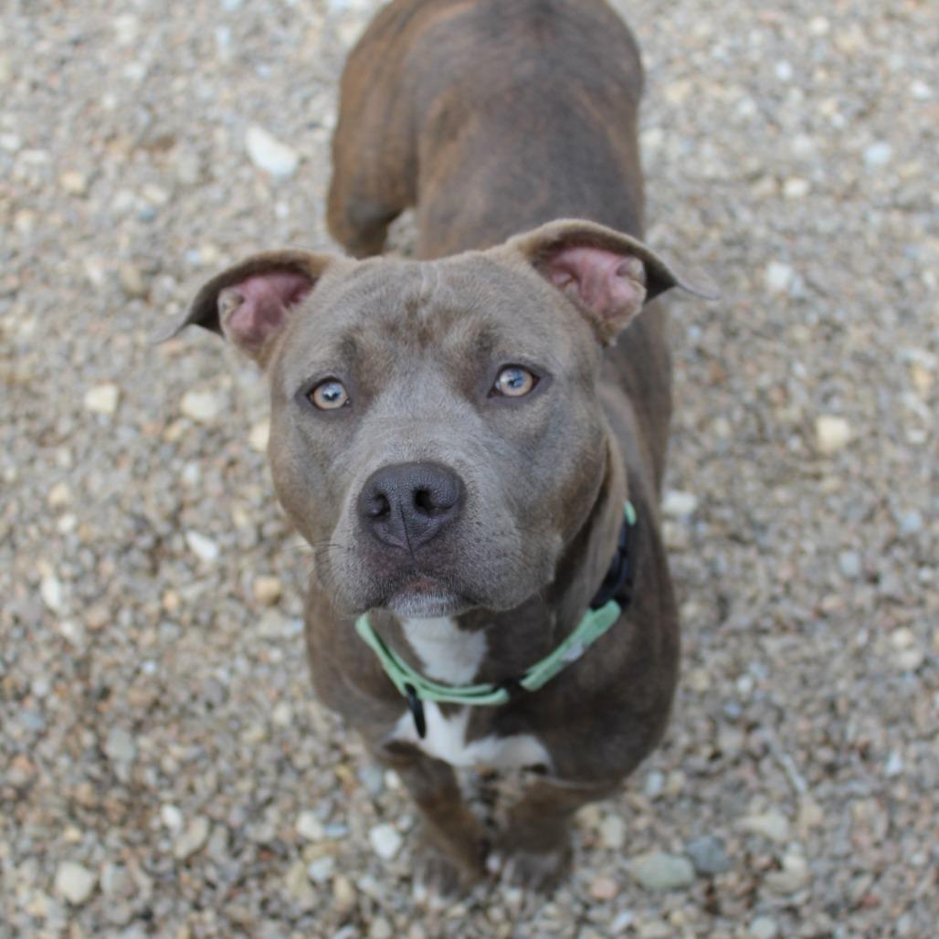 Enlarge Petunia, a Adoptable Mixed Breed in Auburn, AL image 2/6
