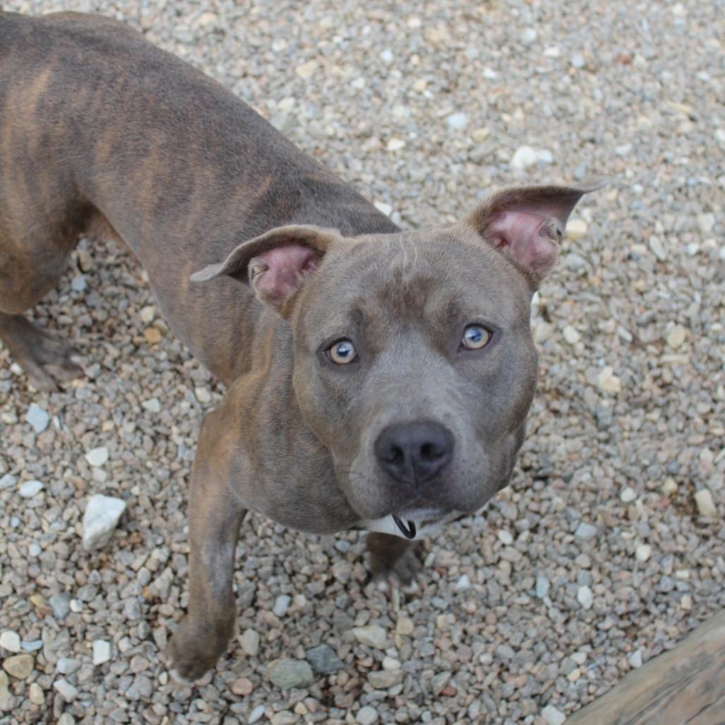 Enlarge Petunia, a Adoptable Mixed Breed in Auburn, AL image 3/6