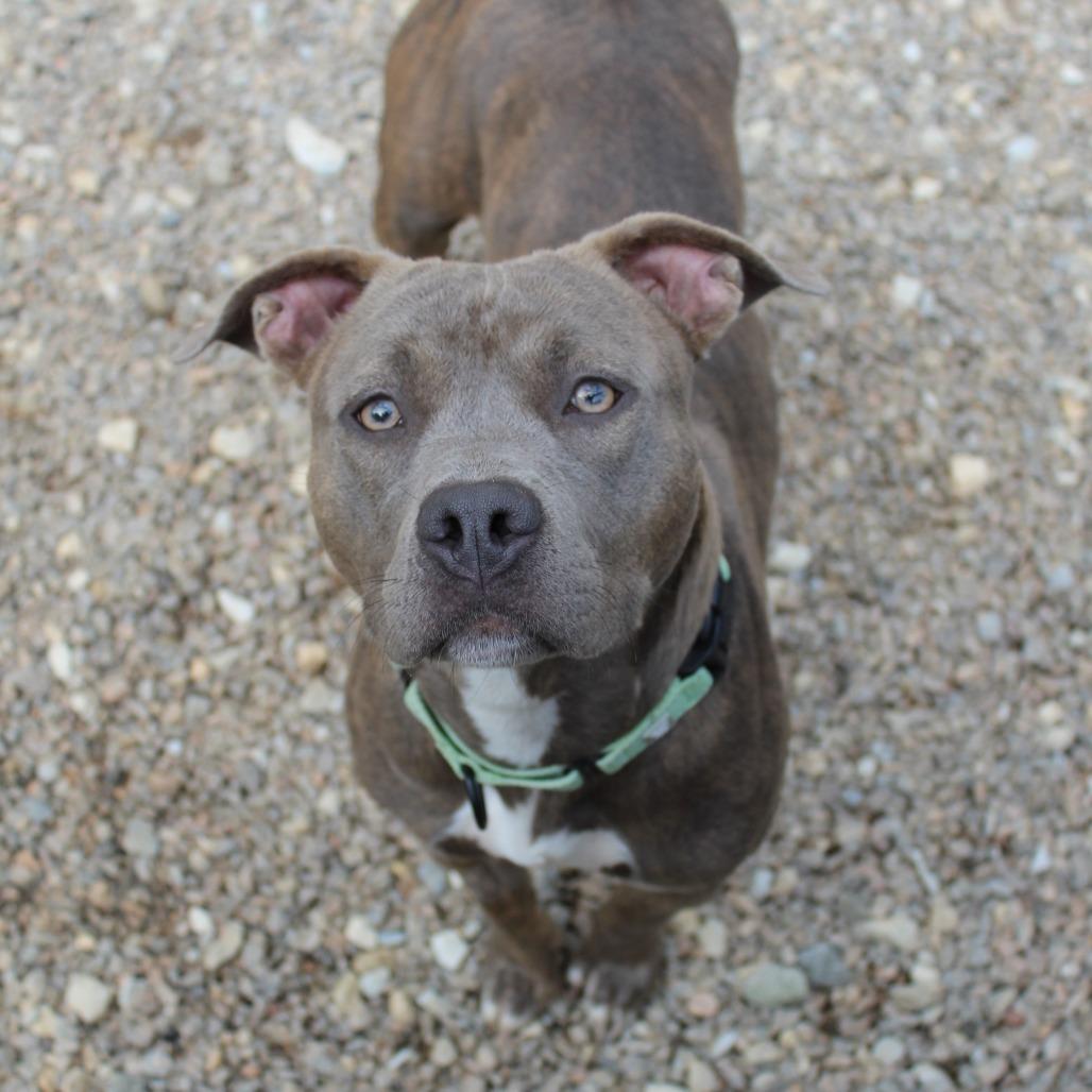 Enlarge Petunia, a Adoptable Mixed Breed in Auburn, AL image 4/6