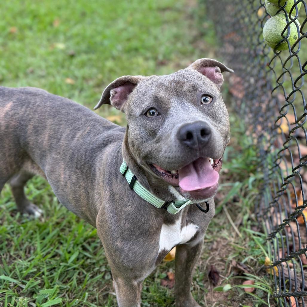 Enlarge Petunia, a Adoptable Mixed Breed in Auburn, AL image 5/6