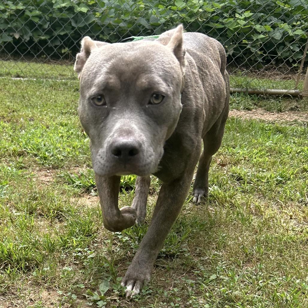 Enlarge Petunia, a Adoptable Mixed Breed in Auburn, AL image 6/6