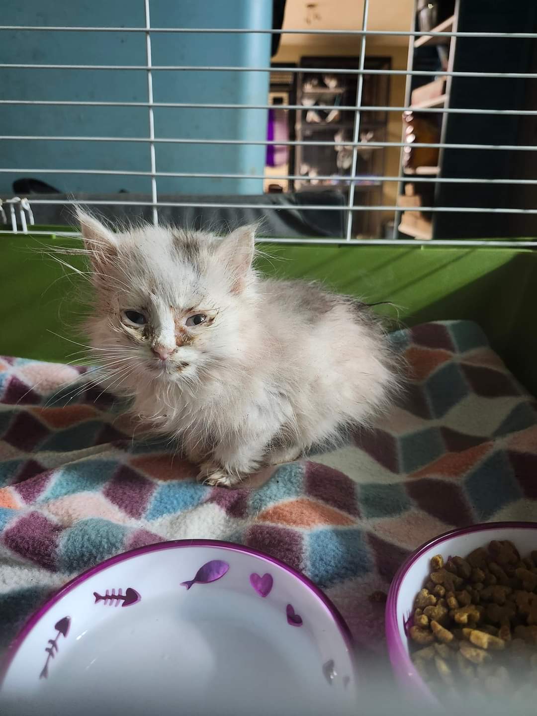 Annie, Adoptable, Young Female Domestic Long Hair.