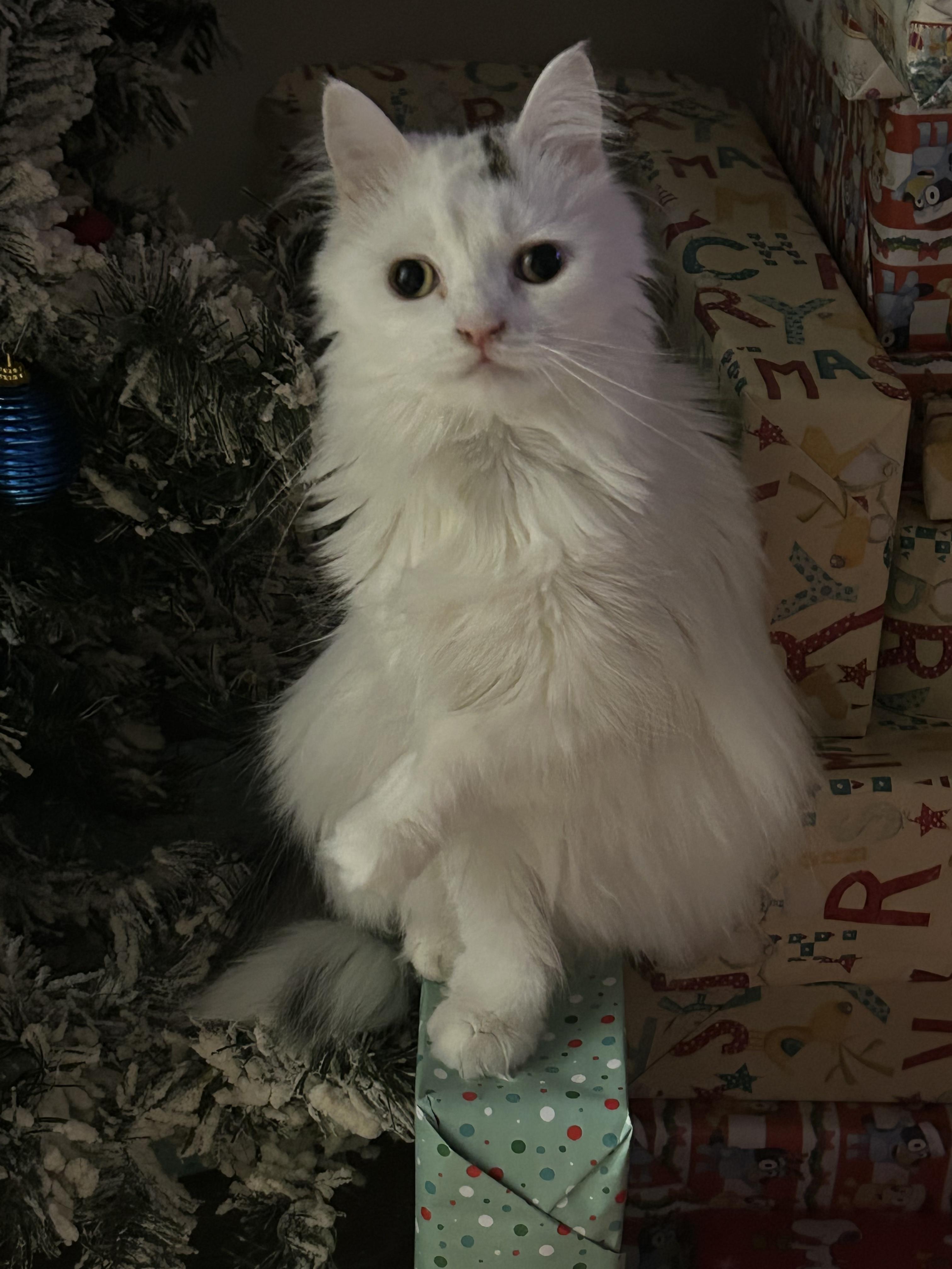 Annie, Adoptable, Young Female Domestic Long Hair.