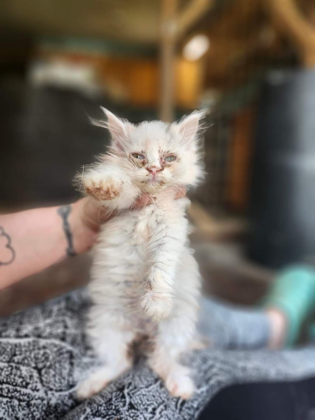 Annie, a Adoptable Domestic Long Hair in Cosby, TN image 2/3