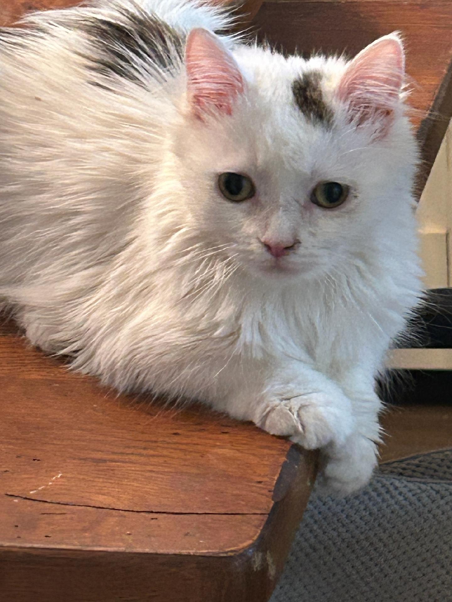 Annie, a Adoptable Domestic Long Hair in Cosby, TN image 3/3