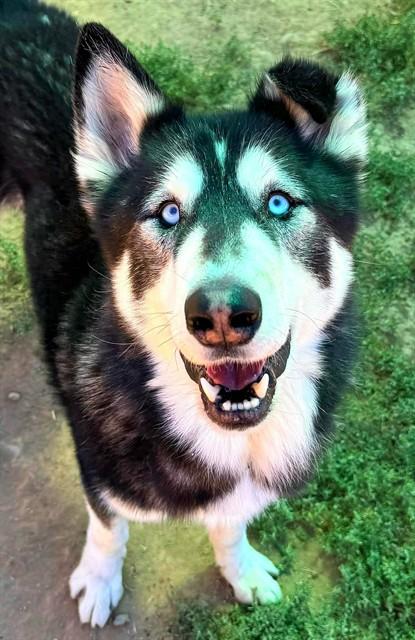 BARNES, Adoptable, Adult Male Siberian Husky.