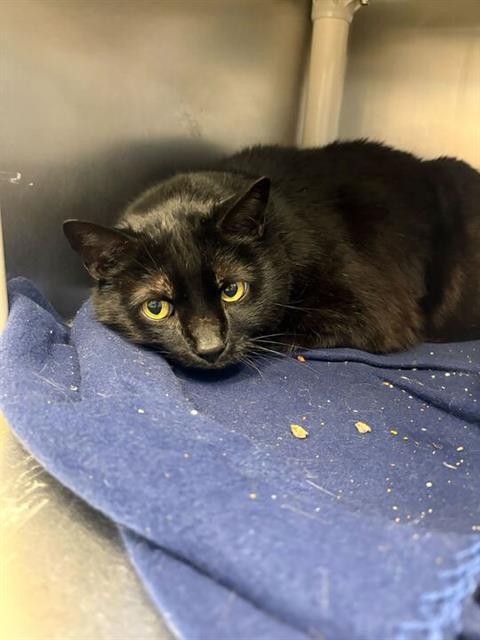 Enlarge JINX, a Adoptable Domestic Short Hair in Bowling Green, OH image 1/1