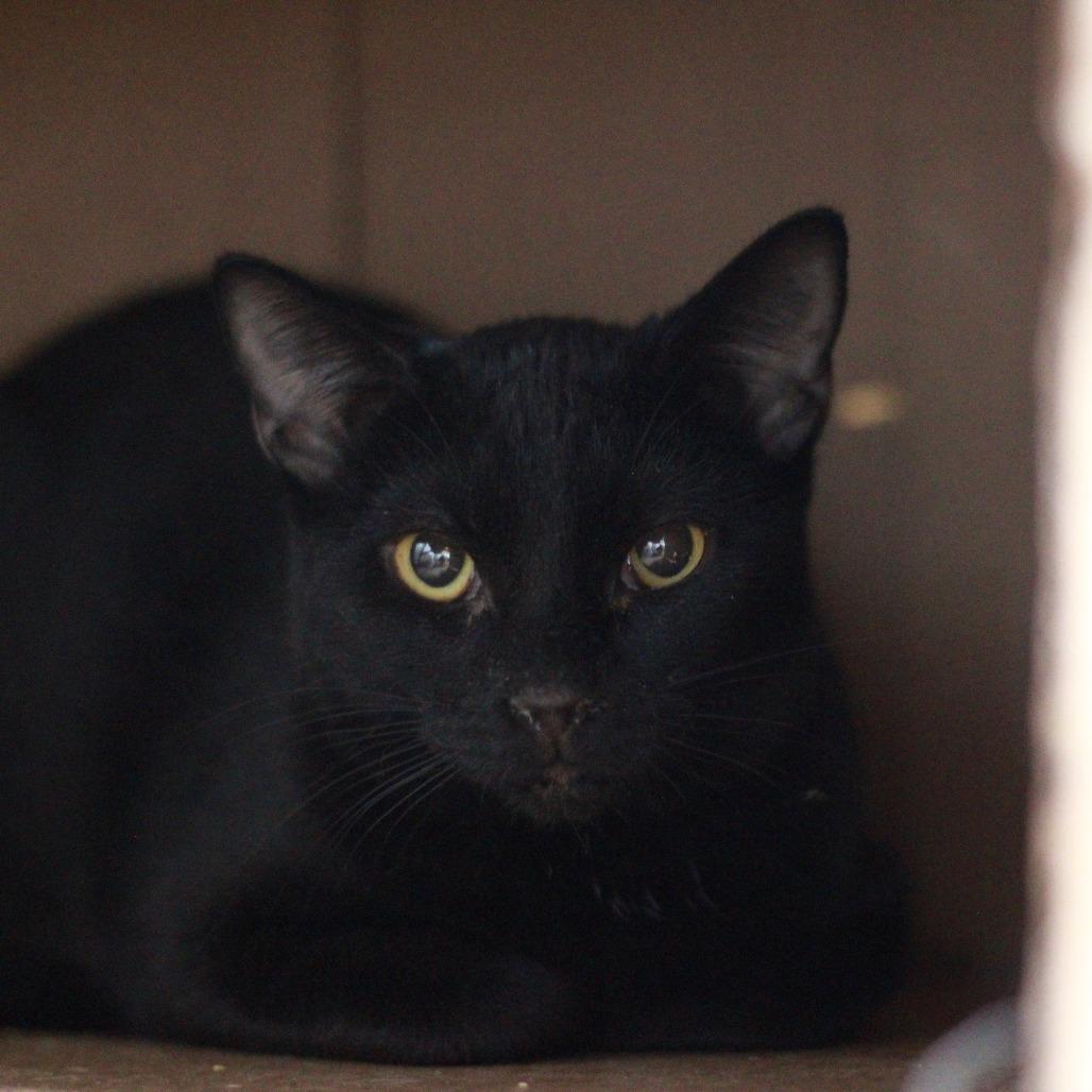 Enlarge Sporty, a ADOPTABLE Domestic Short Hair in Richmond, KY image 1/2