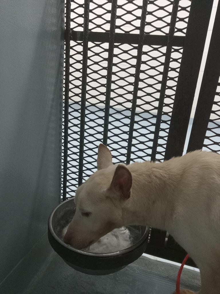 Ray, Adoptable, Young Male Husky & Mixed Breed.