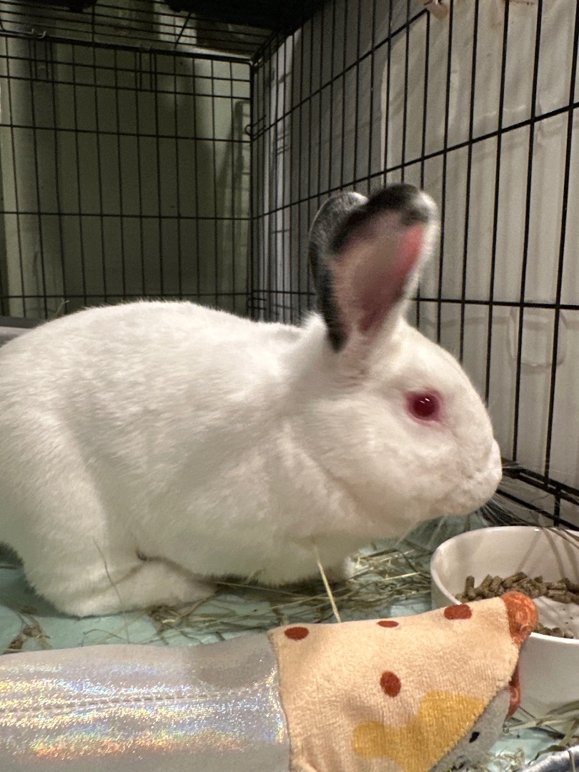 Vivian, Adoptable, Young Female Bunny Rabbit.