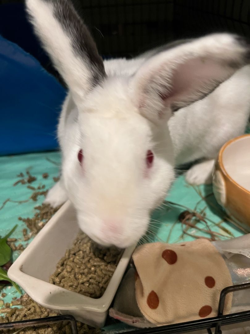 Vivian, a Adoptable Bunny Rabbit in Norwalk, CT image 2/6