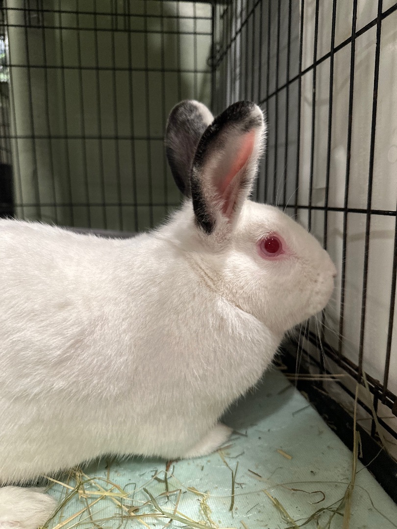 Vivian, a Adoptable Bunny Rabbit in Norwalk, CT image 4/6