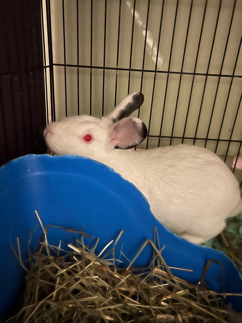 Vivian, a Adoptable Bunny Rabbit in Norwalk, CT image 5/6