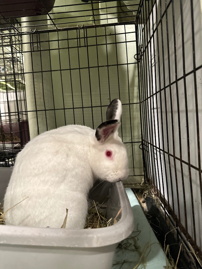Vivian, a Adoptable Bunny Rabbit in Norwalk, CT image 6/6