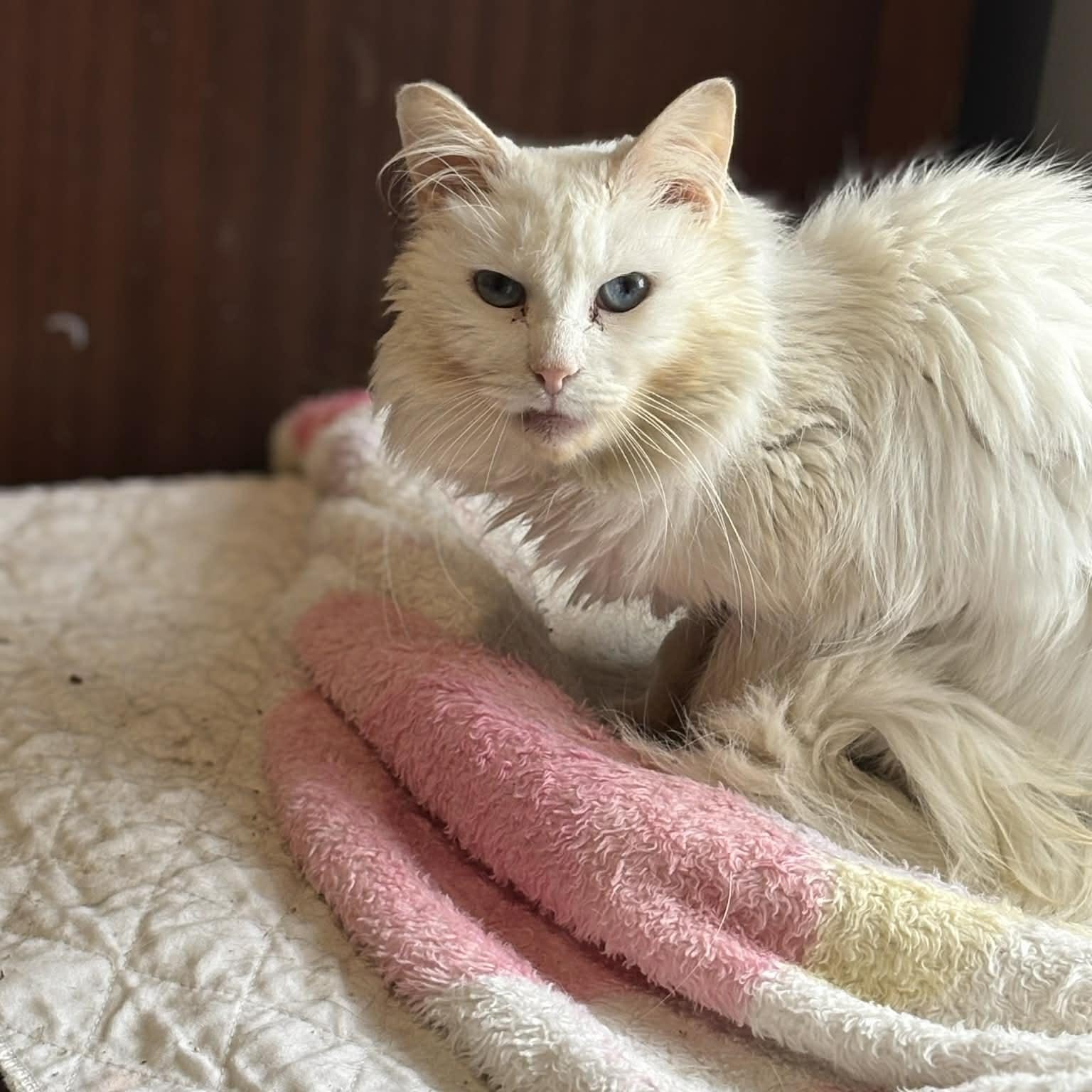 Enlarge Brie (DW-Fostered in TN), a ADOPTABLE Domestic Long Hair in Brooklyn, CT image 3/6