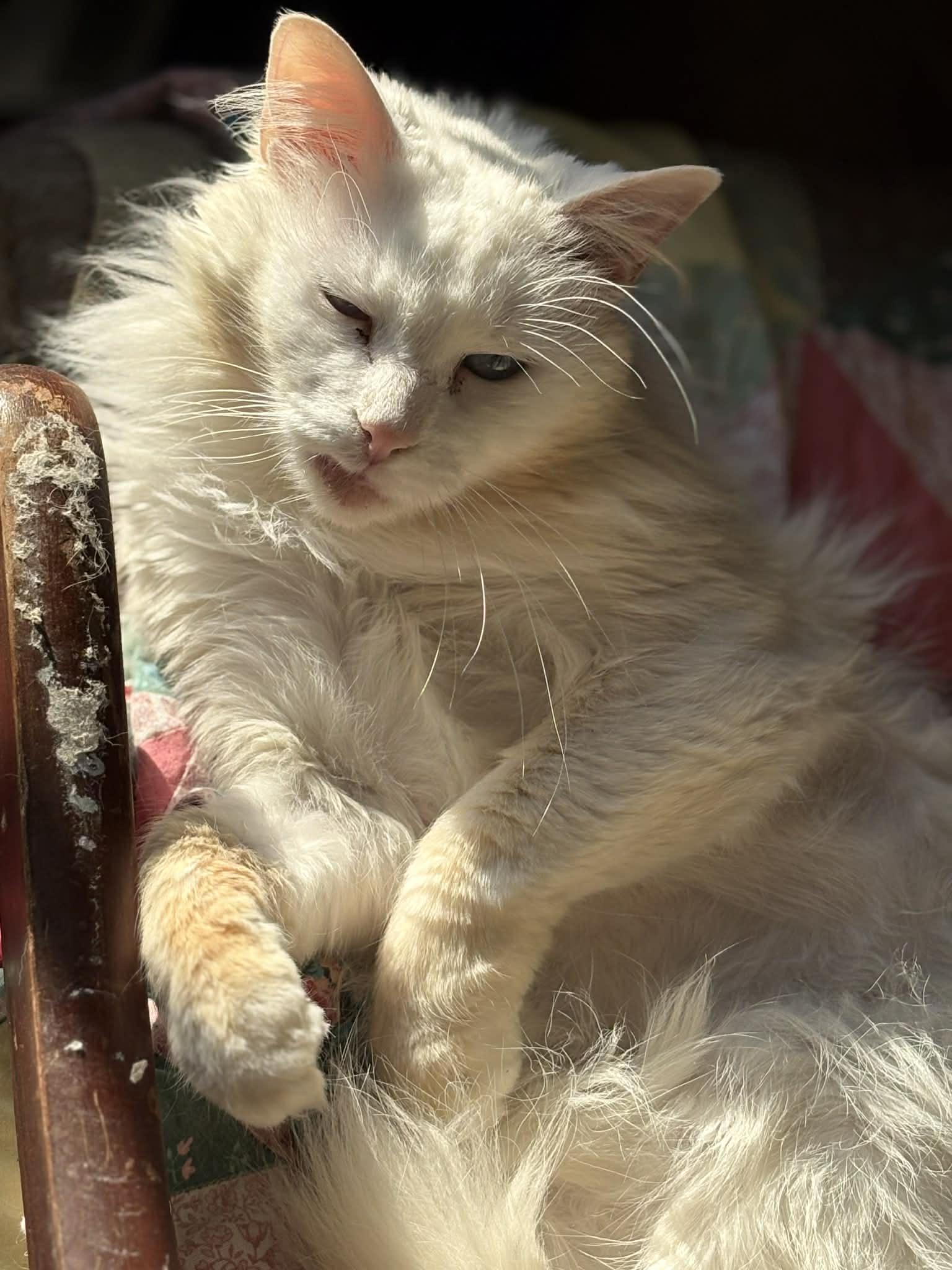 Enlarge Brie (DW-Fostered in TN), a ADOPTABLE Domestic Long Hair in Brooklyn, CT image 6/6