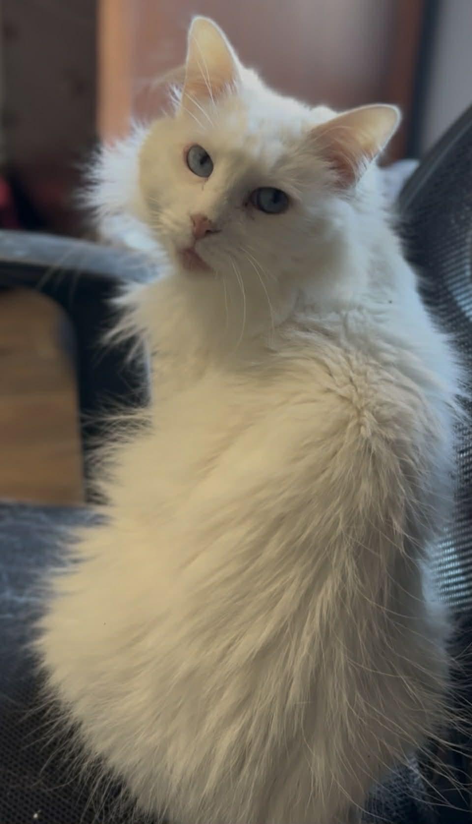 Enlarge Brie (DW-Fostered in TN), a ADOPTABLE Domestic Long Hair in Brooklyn, CT image 1/6