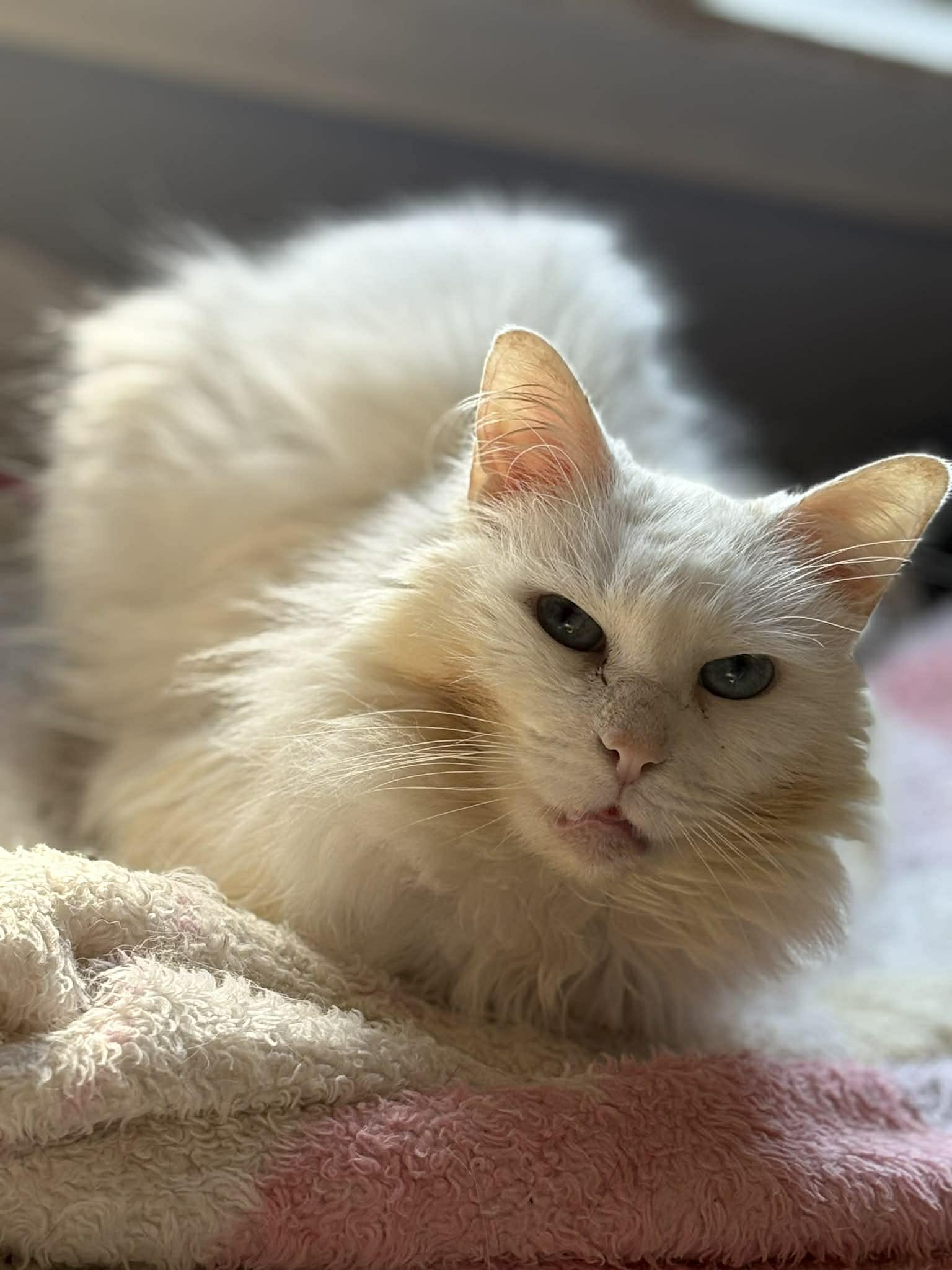 Enlarge Brie (DW-Fostered in TN), a ADOPTABLE Domestic Long Hair in Brooklyn, CT image 4/6