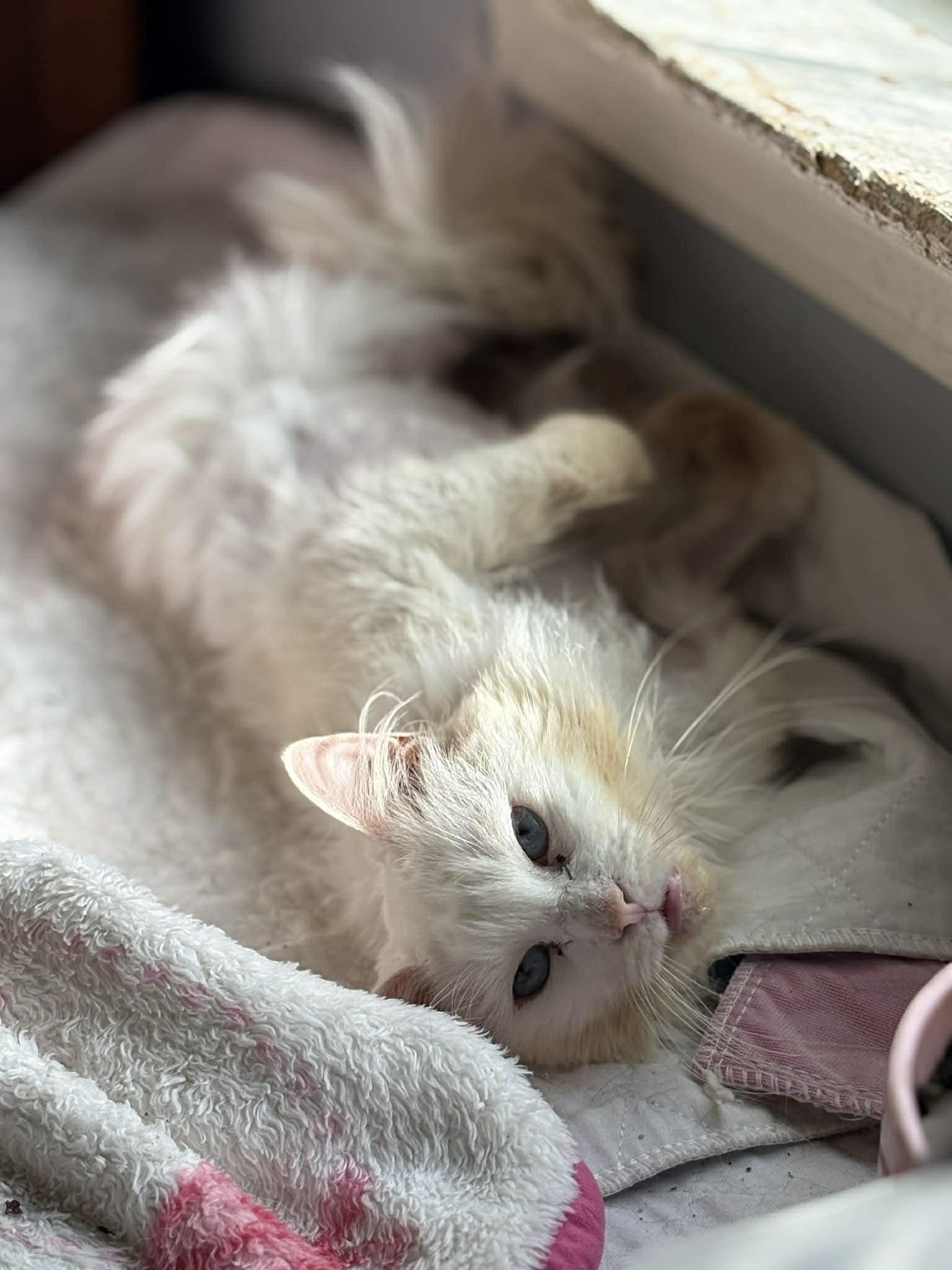 Enlarge Brie (DW-Fostered in TN), a ADOPTABLE Domestic Long Hair in Brooklyn, CT image 5/6