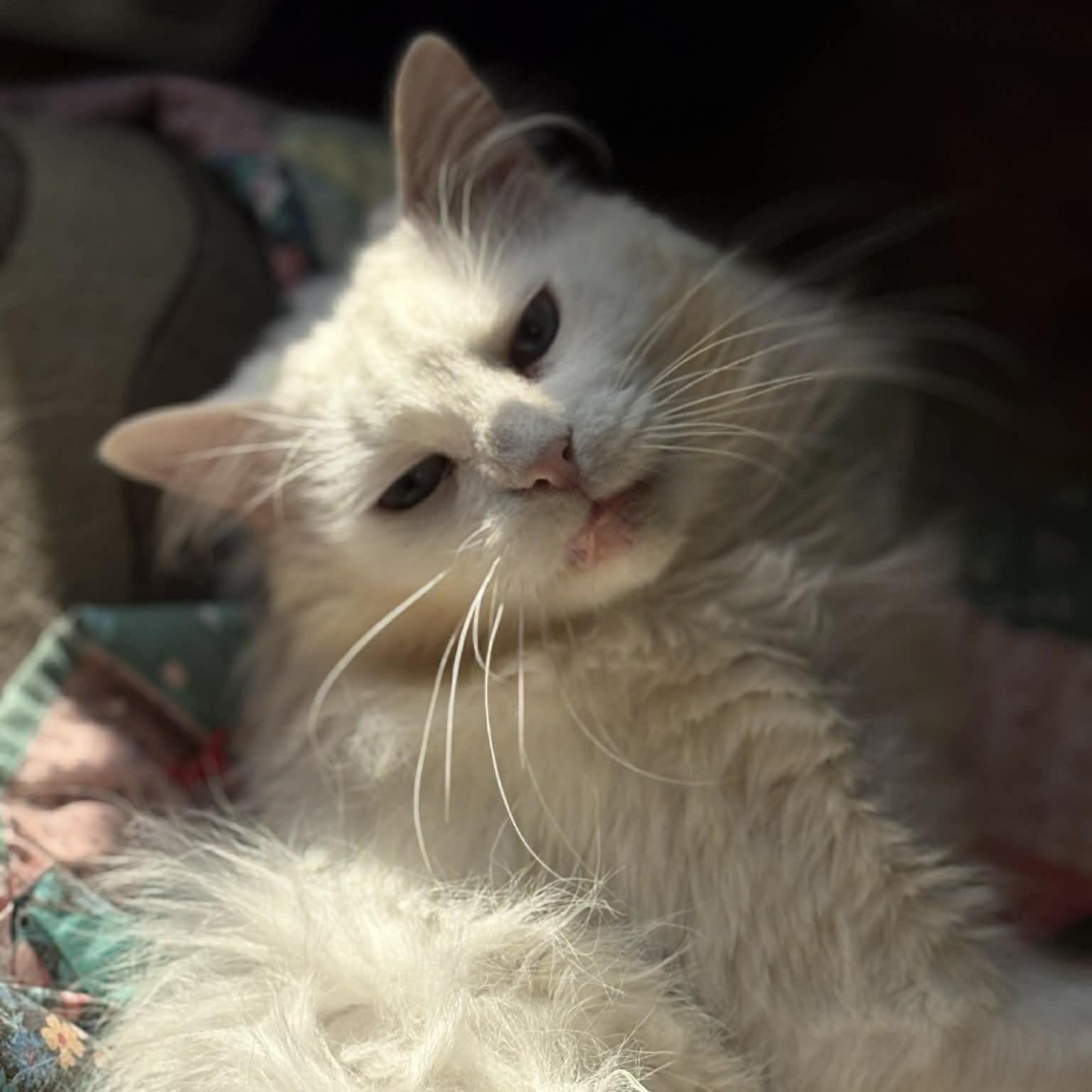 Brie (DW-Fostered in TN), ADOPTABLE, Adult Female Domestic Long Hair.