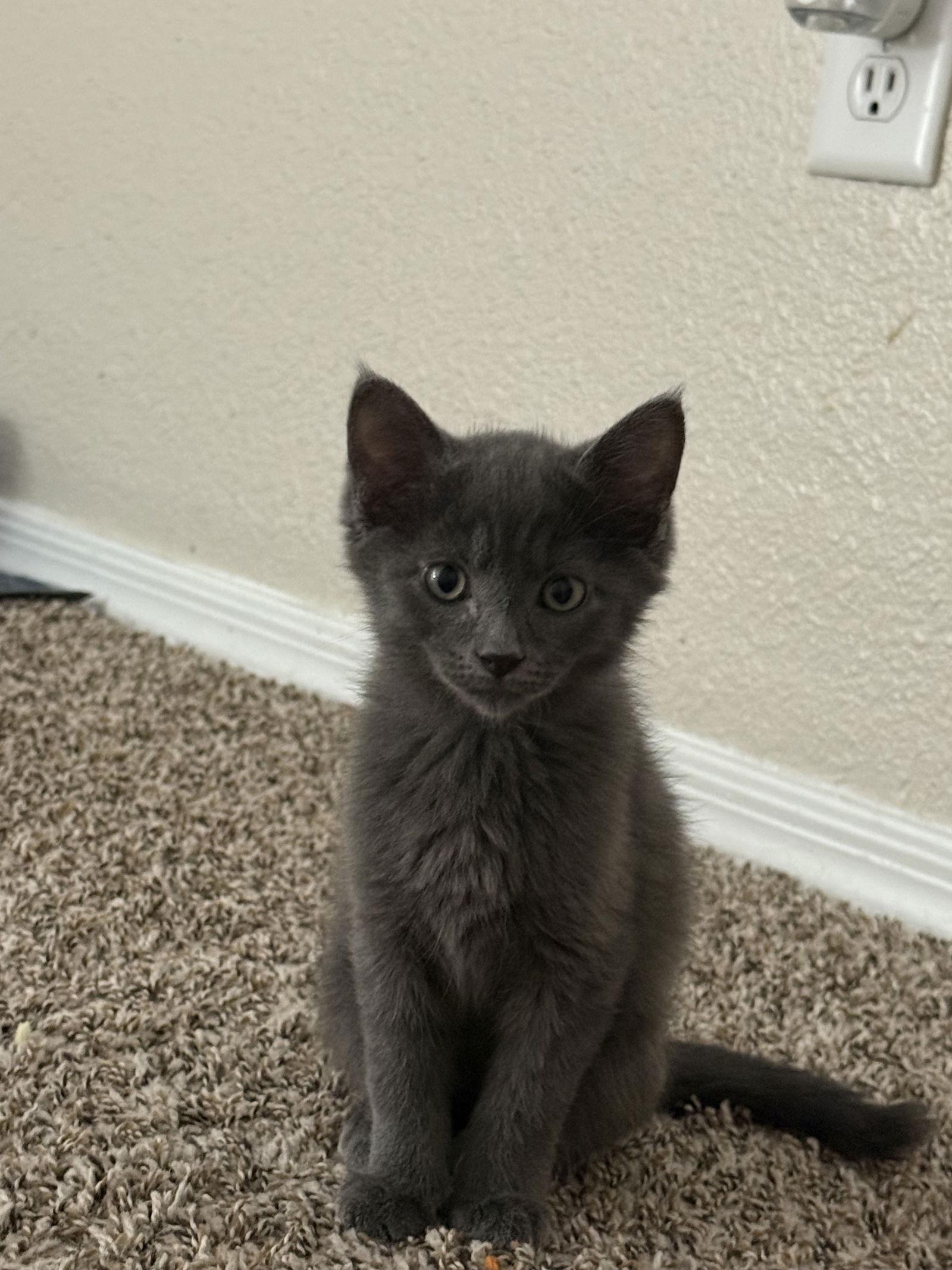 Enlarge Frankie, a Adopted Domestic Short Hair in Glendale, AZ image 1/2