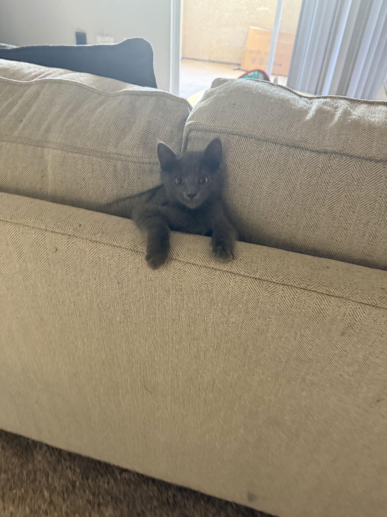 Enlarge Frankie, a Adopted Domestic Short Hair in Glendale, AZ image 2/2