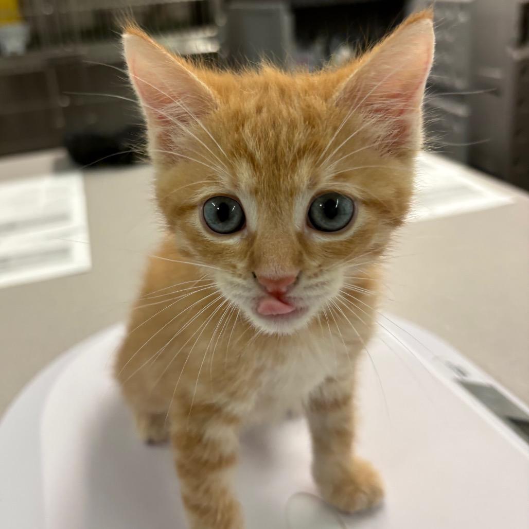 Po Boy, Adoptable, Kitten Male Domestic Short Hair.