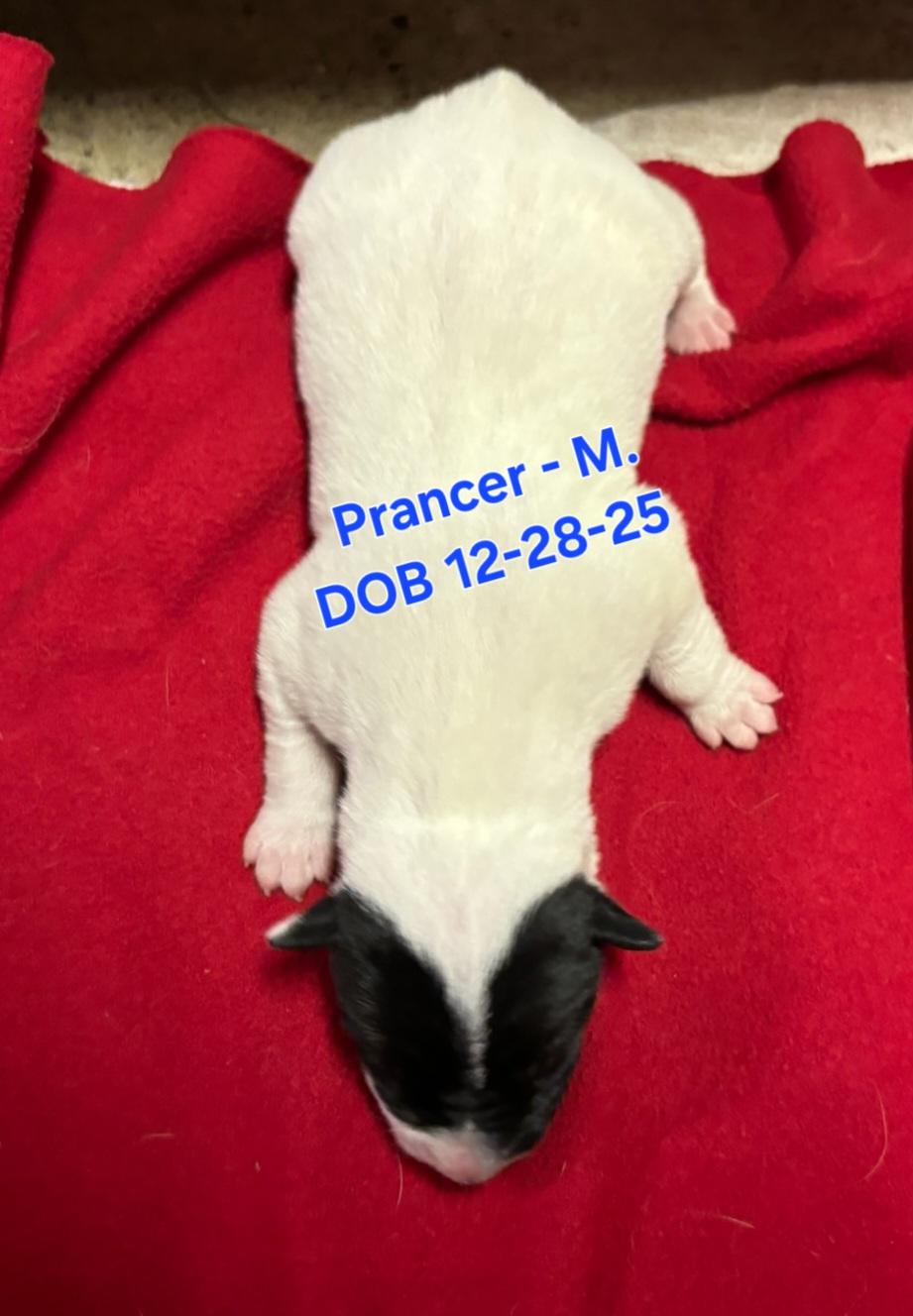 Enlarge Prancer, a Adoptable mixed breed in Nucla, CO image 1/1