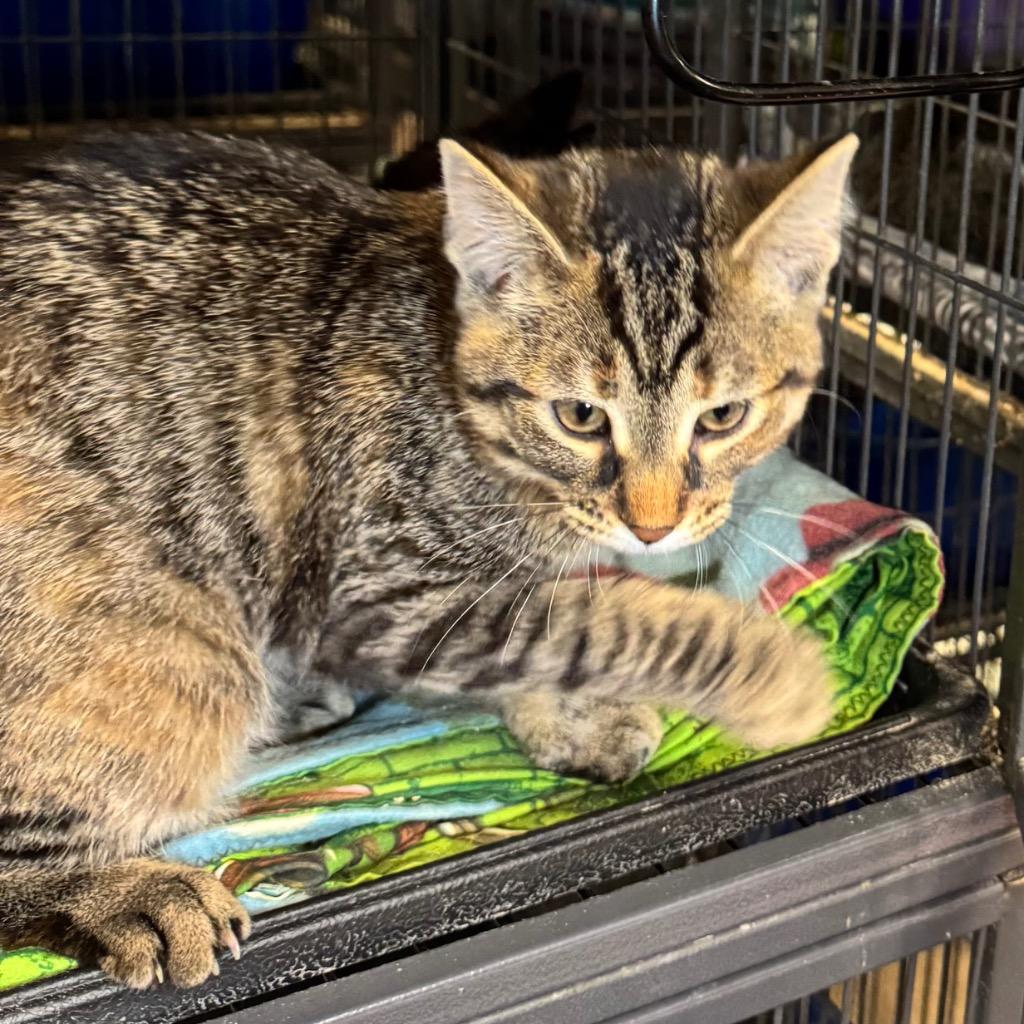 Enlarge Pudgie, a Adoptable mixed breed in Saginaw, MI image 1/1