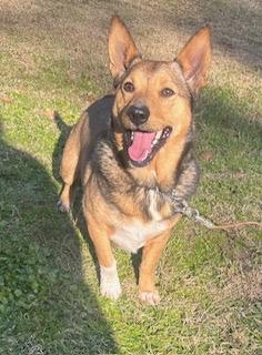 Enlarge Leon, a ADOPTABLE mixed breed in Warwick, RI image 3/3