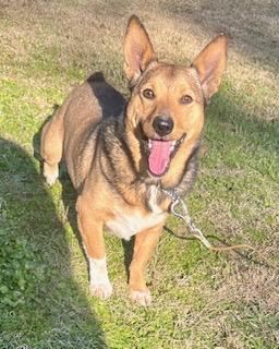 Leon, ADOPTABLE, Adult Male Corgi.