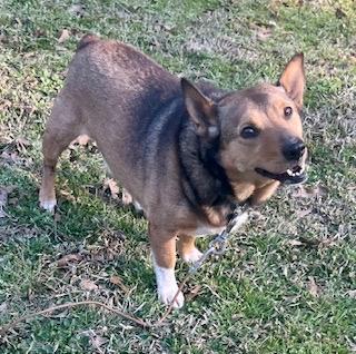 Enlarge Leon, a ADOPTABLE mixed breed in Warwick, RI image 2/3