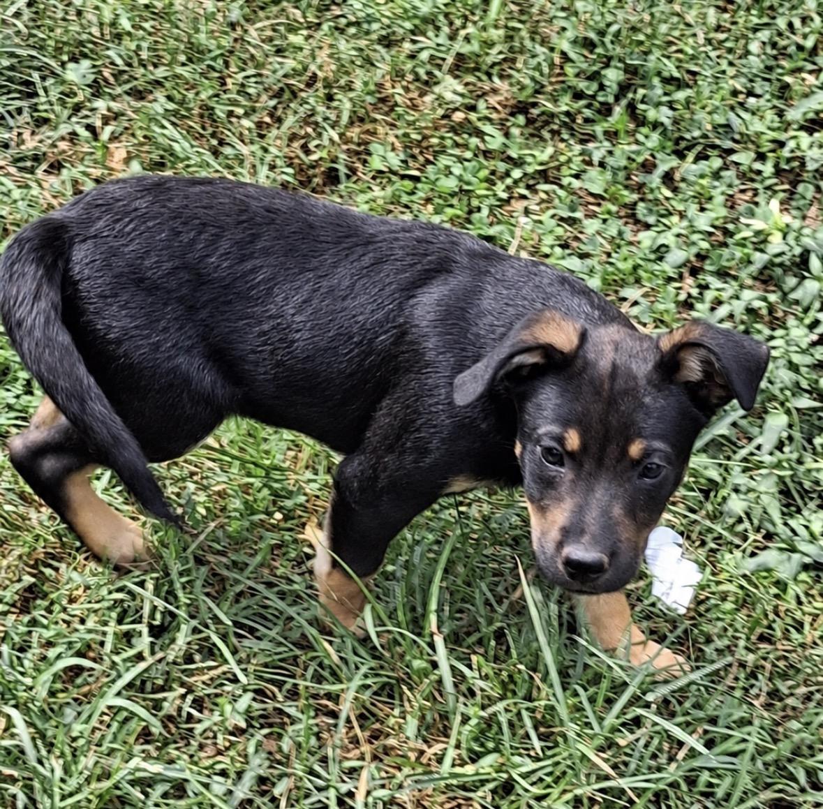 Enlarge Otis, a Adopted mixed breed in Ooltewah, TN image 2/5