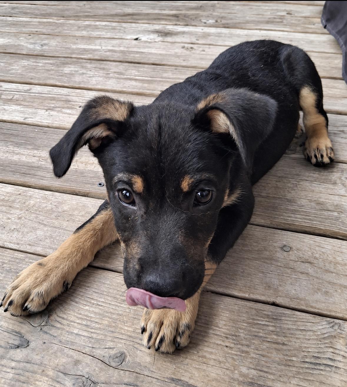 Enlarge Otis, a Adopted mixed breed in Ooltewah, TN image 4/5