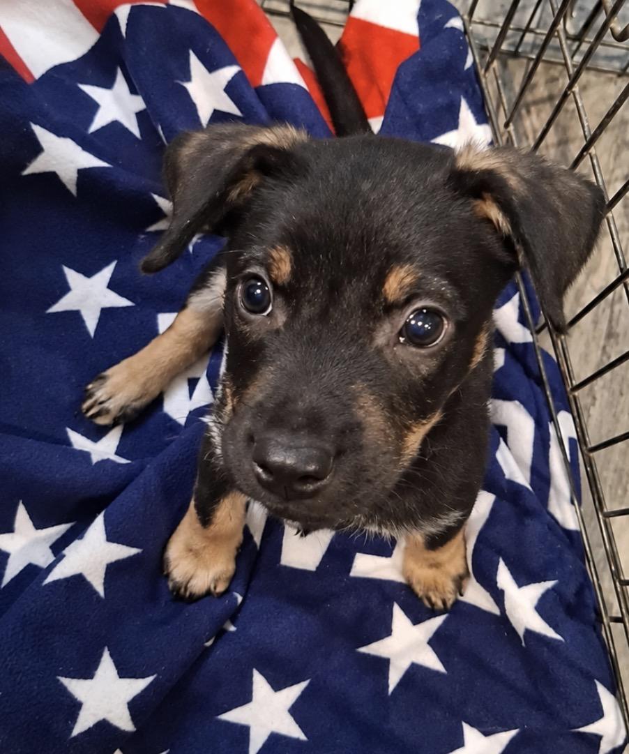 Enlarge Otis, a Adopted mixed breed in Ooltewah, TN image 3/5