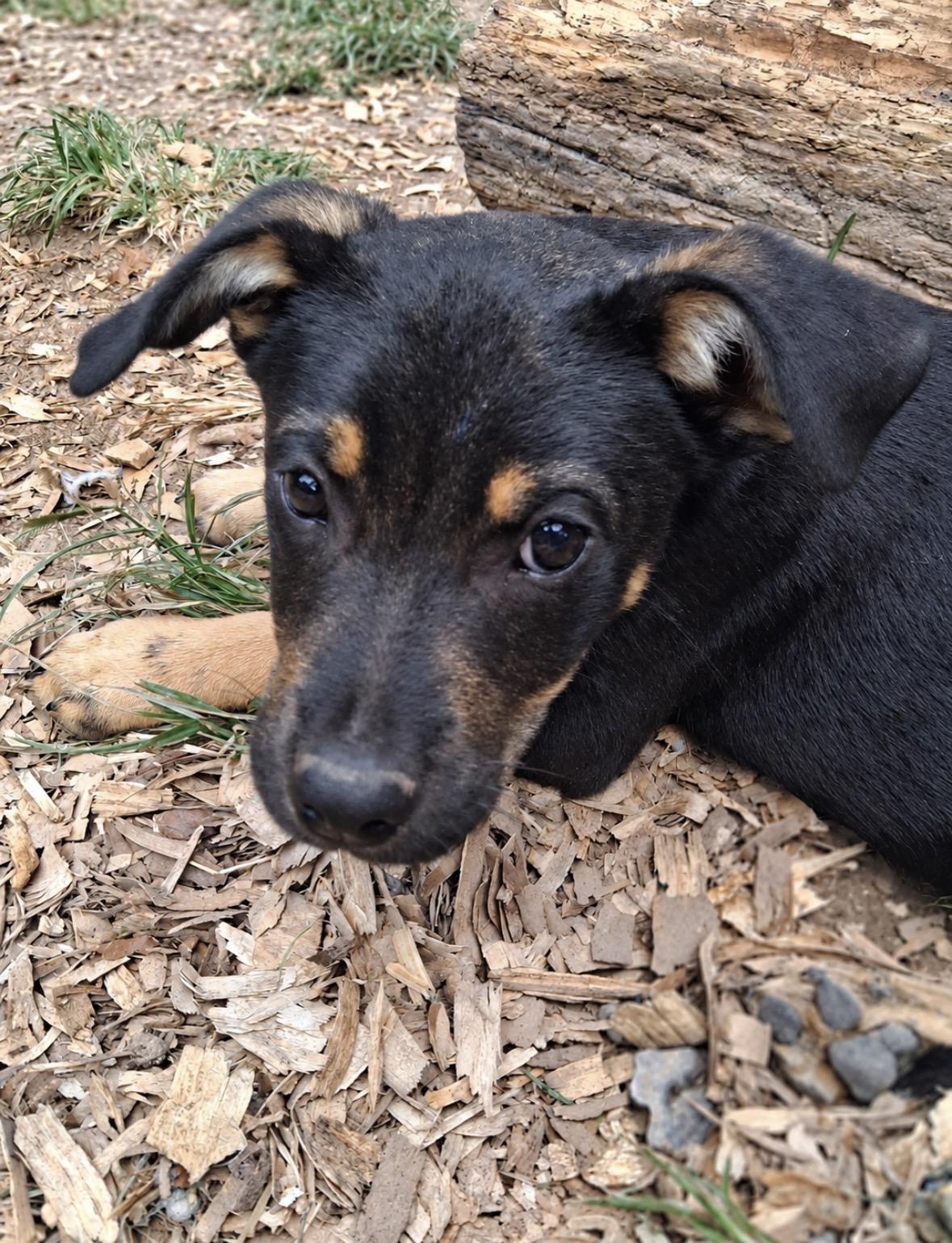 Otis, Adopted, Puppy Male Rottweiler & Labrador Retriever.