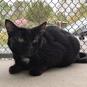 Enlarge Baby Girl, a Adoptable Domestic Short Hair in Birdsboro, PA image 1/2