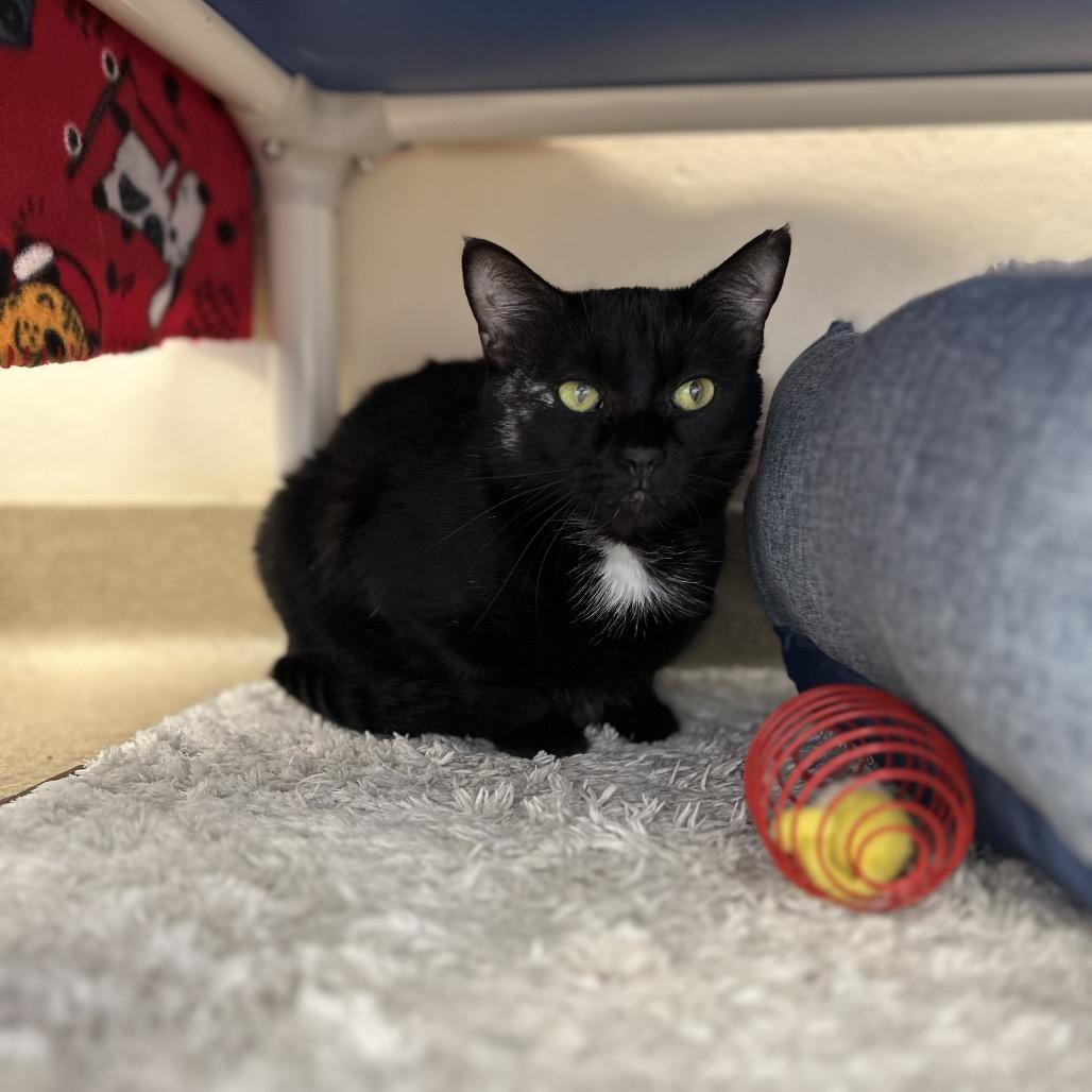 Enlarge Baby Girl, a Adoptable Domestic Short Hair in Birdsboro, PA image 2/2